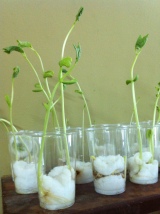 Resultado de imagen de plantar legumbres con los niños